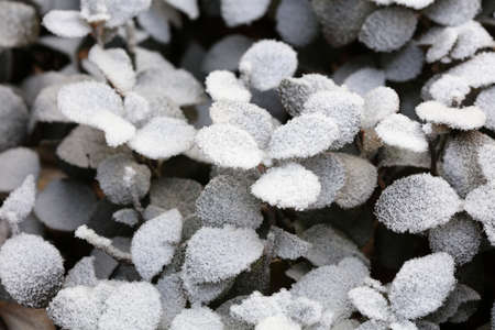Snow on the leaves of Euonymus spear