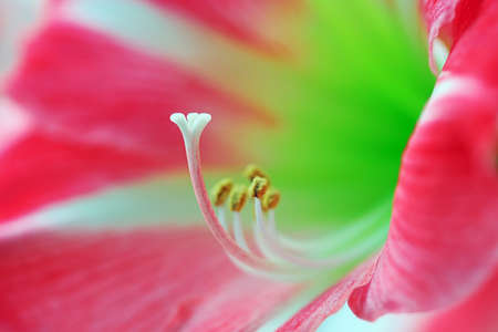 Hippeastrum rutilum stamenの写真素材