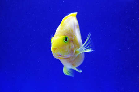 Tropical golden parrot fish in blue background