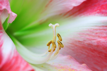 Hippeastrum rutilum stamenの写真素材