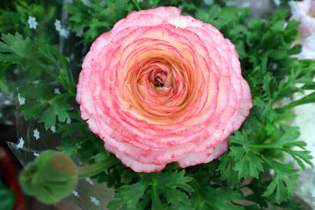 persian buttercup flower