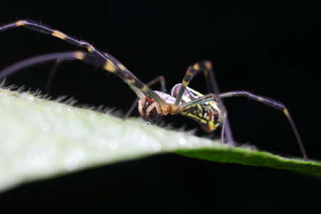 Spiders in the wildの写真素材