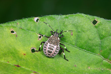 stink bug insects in natural state
