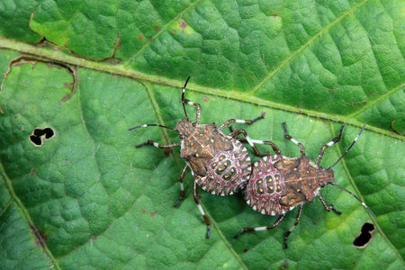 stink bug insects in natural state
