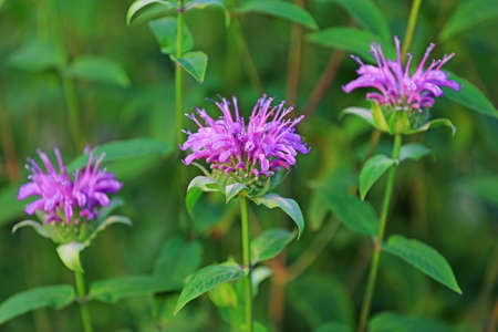 Mint flowers blossom in the parkの写真素材