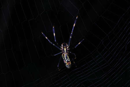 Spiders in the wildの写真素材