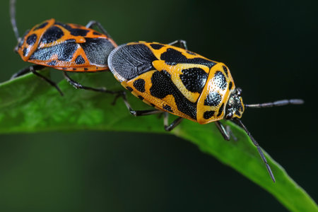 stink bugs are matingの写真素材