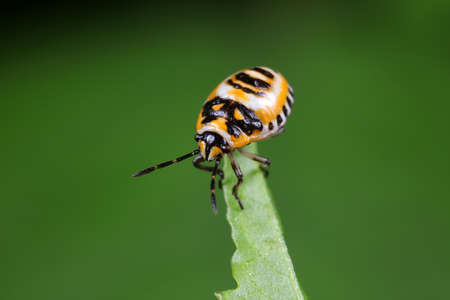 stink bug insects on plantsの写真素材