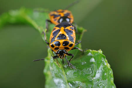 stink bugs are mating
