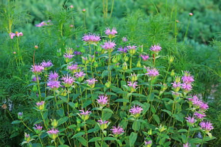 Mint flowers blossom in the parkの写真素材