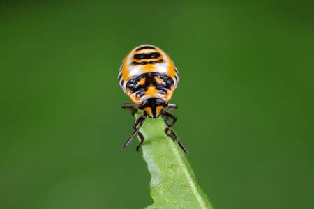 stink bug insects on plantsの写真素材