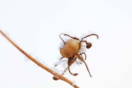 Snow on plants in winterの写真素材