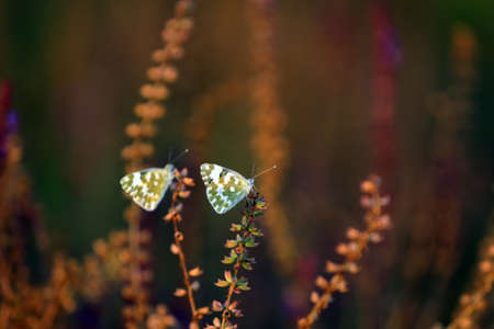 Cloud-pink butterflies on lavender flowers