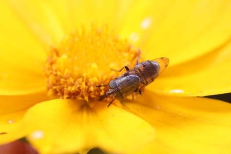 Flies and insects on yellow flowers