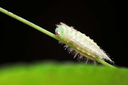 caterpillars in natural state