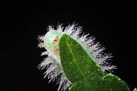 caterpillars in natural stateの写真素材