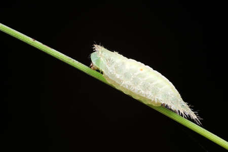 caterpillars in natural stateの写真素材