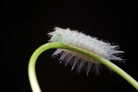 caterpillars in natural stateの写真素材