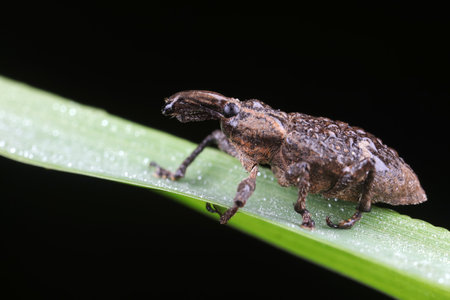 weevils inhabit natureの写真素材