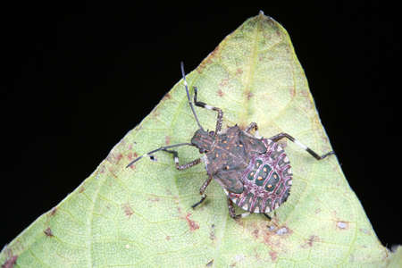 stink bug insects in natural state