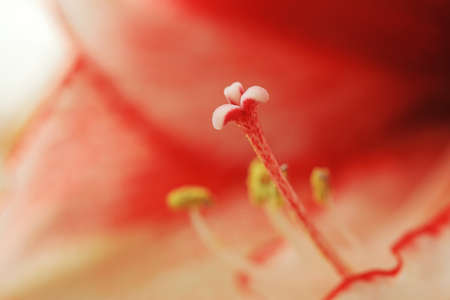 Hippeastrum rutilum stamenの写真素材