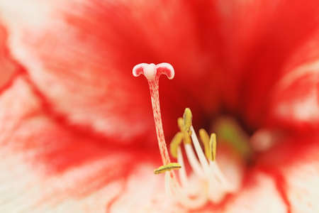 Hippeastrum rutilum stamenの写真素材