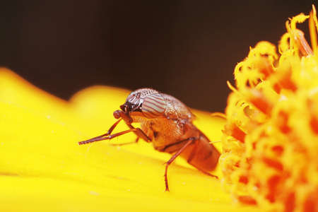 Flies and insects on yellow flowersの写真素材
