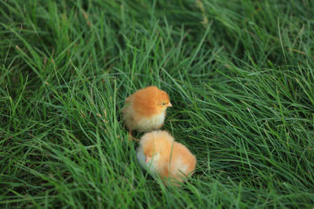 Chickens in the Green Lawnの写真素材
