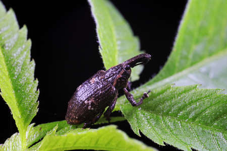 weevils inhabit nature