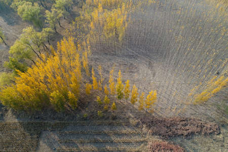 Forestry scenery, aerial photographsの写真素材