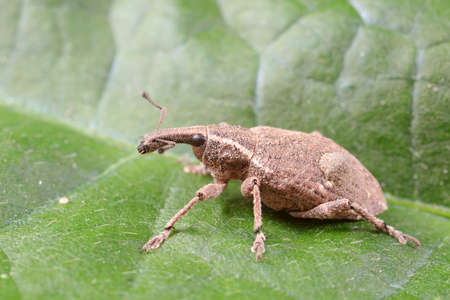 weevils inhabit natureの写真素材