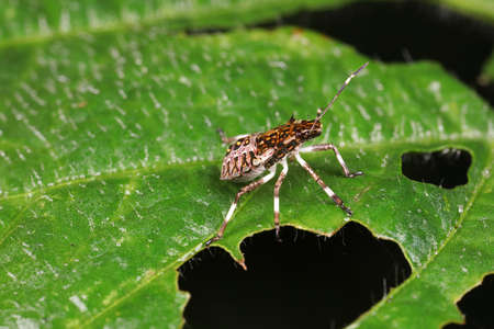 stink bug insects in natural state