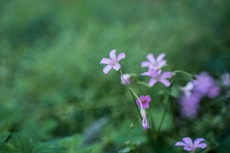 blooming red sorrel flower