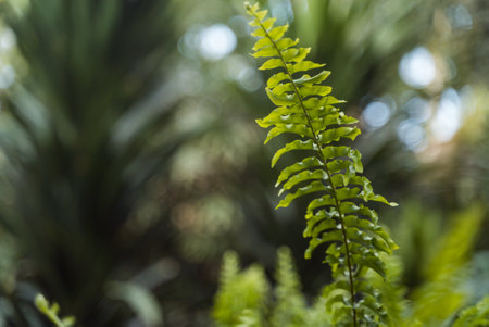 Cactus tropical green plants