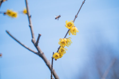 plum blossoms in spring