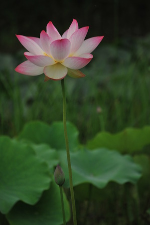 Lotus flowerの写真素材