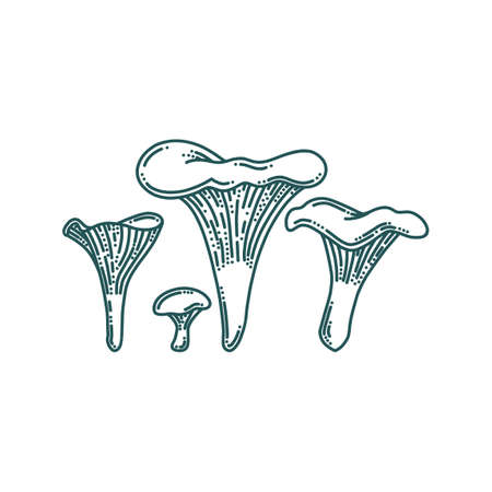 Chanterelle mushrooms in doodle style. Forest or farm mushrooms of different size. Doodle vector illustrationのイラスト素材