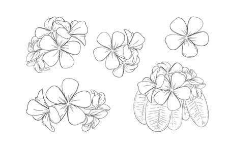 Frangipani or plumeria exotic summer flower. Engraved frangipani set isolated in white background. Outline vector illustrationのイラスト素材