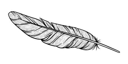 Bird feather sketch. Eagle decorative feather isolated in white background. Hand drawn vector illustrationのイラスト素材
