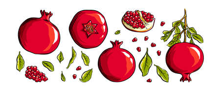 Pomegranate fruit, seeds and plant. Colored exotic pomegranate fruit. Vector illustration isolated in white backgroundのイラスト素材