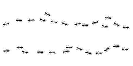 Ants marching in trail in the house. Ant way isolated in white background. Vector illustrationのイラスト素材