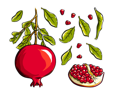 Pomegranate fruit, seeds and plant. Colored exotic pomegranate fruit. Vector illustration isolated in white backgroundのイラスト素材