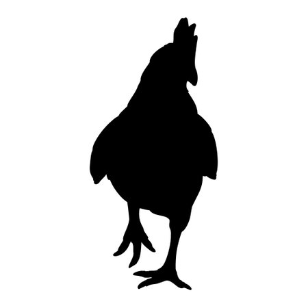 Hen or chicken silhouette isolated in white background. Free grazing hen bird in the runch. Hand drawn vector illustrationのイラスト素材