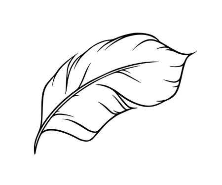 Feather sketch. Feather for decoration or writing. Vector illustration isolated on white backgroundのイラスト素材