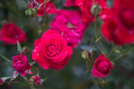 Roses flower bloom in roses garden after rain.