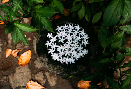 White frangipani flowers in a stone bowl with water on Shri Lanka