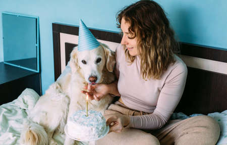 Labrador golden retriever dog celebrates birthday in cap and with cake.