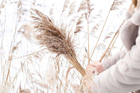A young woman in a beige dress of neutral colors collects pampas grass.の写真素材