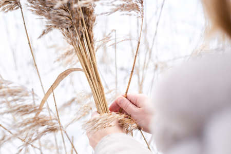 A young woman in a beige dress of neutral colors collects pampas grass.の写真素材