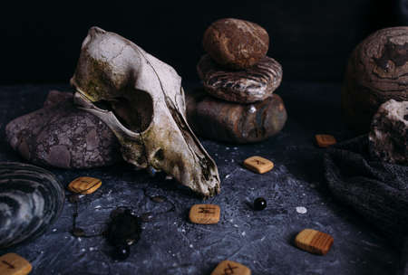 Old dog skull, wooden runes and stones on the witch table.の写真素材